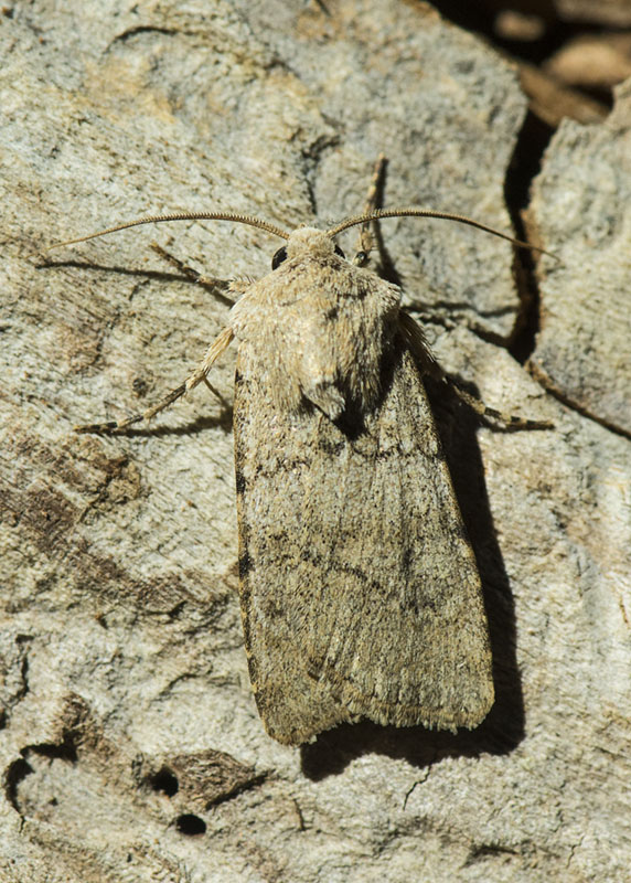 Noctuidae - Euxoa (Euxoa) decora